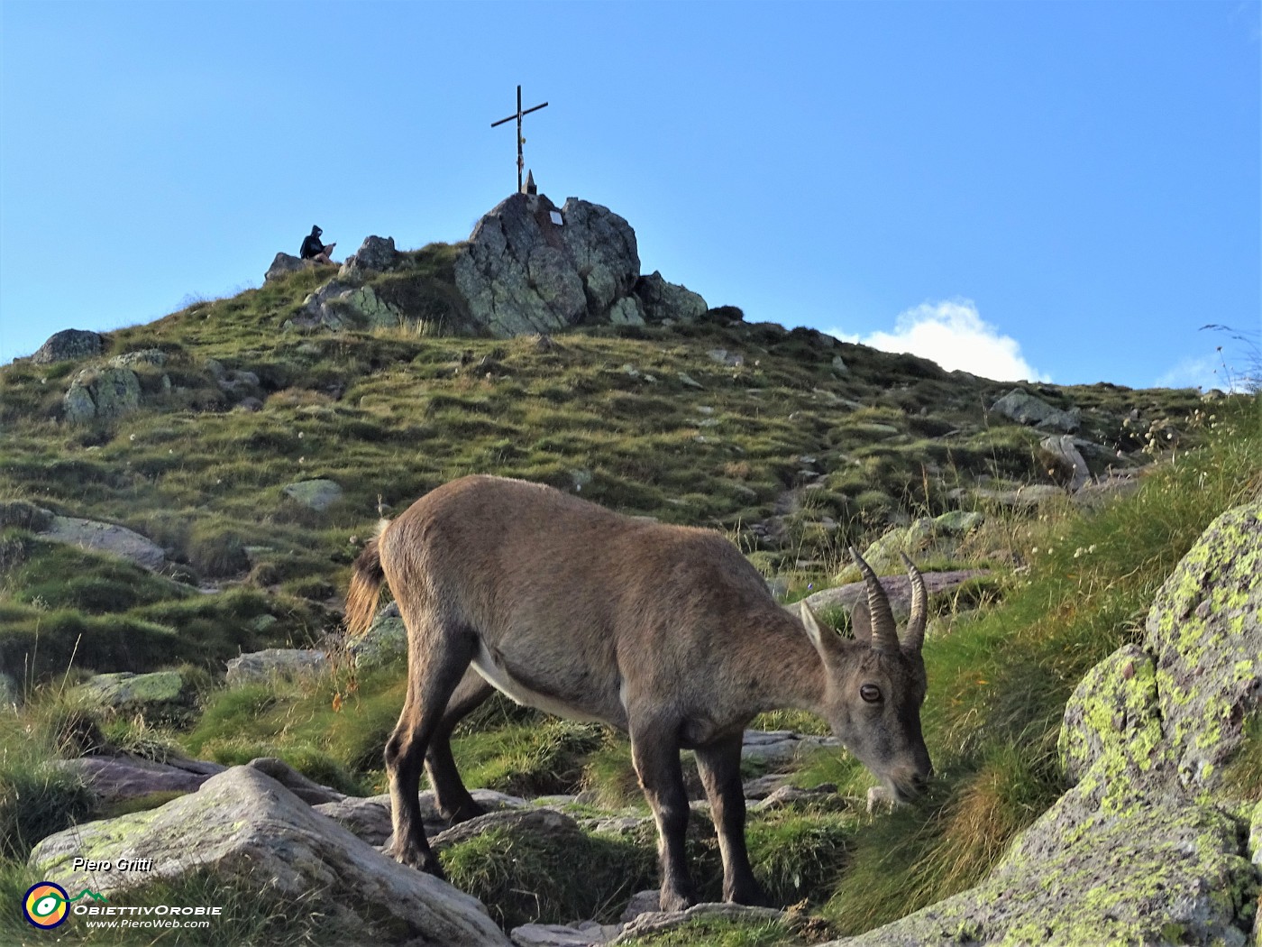 94 Stambecco femmina al pascolo sotto la croce del Passo di Mezzeno .JPG